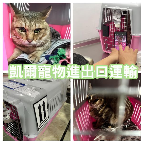 2023/11/13 『香港』混種貓King陪主人回香港囉~~~